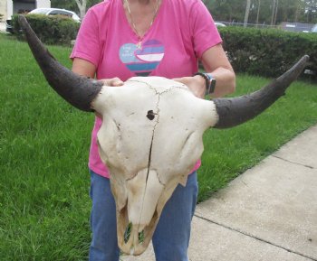 Authentic North American Bison Skull with 26" Horn Spread - For Sale for $145