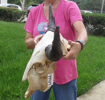 Authentic North American Bison Skull with 26" Horn Spread - For Sale for $145