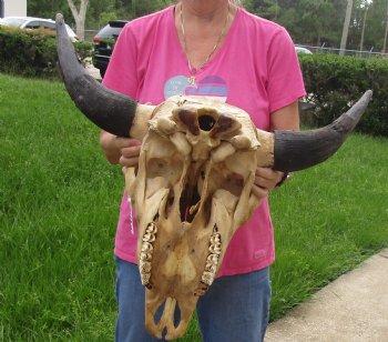 Authentic North American Bison Skull with 26" Horn Spread - For Sale for $145