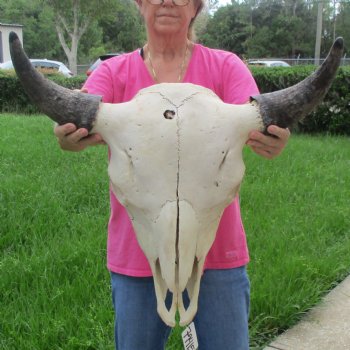 North American Bison Skull with 24" Horn Spread - $145