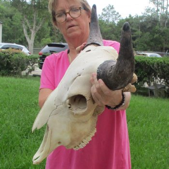 North American Bison Skull with 24" Horn Spread - $145