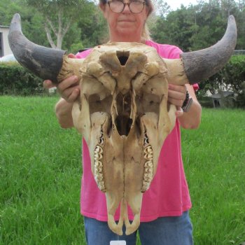 North American Bison Skull with 24" Horn Spread - $145