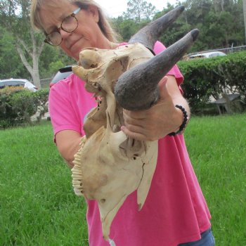 North American Bison Skull with 24" Horn Spread - $145