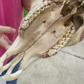 North American Bison Skull with 24" Horn Spread - $145