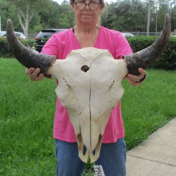 North American Bison Skull with 24" Horn Spread - $145