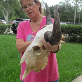 North American Bison Skull with 24" Horn Spread - $145