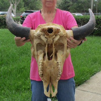 North American Bison Skull with 24" Horn Spread - $145