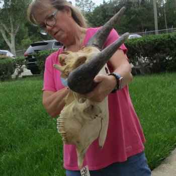 North American Bison Skull with 24" Horn Spread - $145