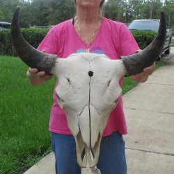 North American Bison Skull with 23" Horn Spread - $145