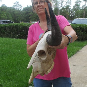 North American Bison Skull with 23" Horn Spread - $145