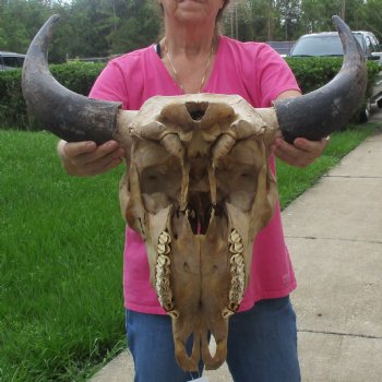 North American Bison Skull with 23" Horn Spread - $145