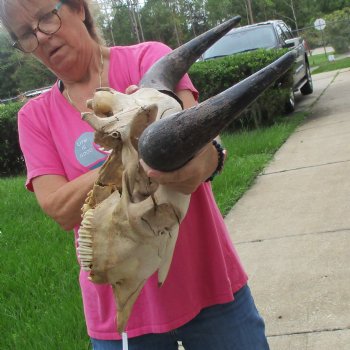 North American Bison Skull with 23" Horn Spread - $145