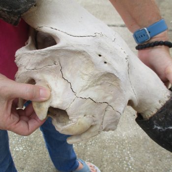 North American Bison Skull with 23" Horn Spread - $145