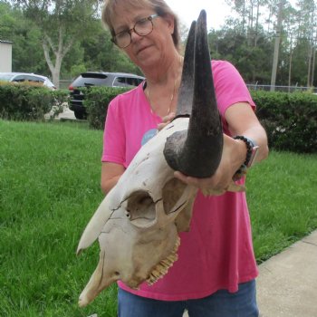 North American Bison Skull with 24" Horn Spread - $145