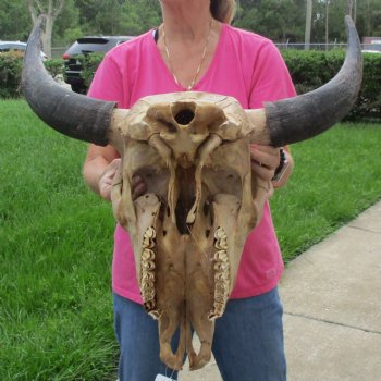 North American Bison Skull with 24" Horn Spread - $145