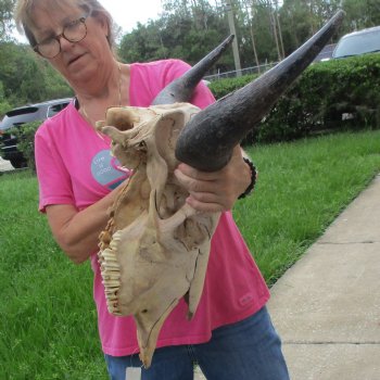 North American Bison Skull with 24" Horn Spread - $145