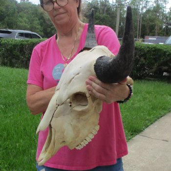 North American Bison Skull with 23" Horn Spread - $145