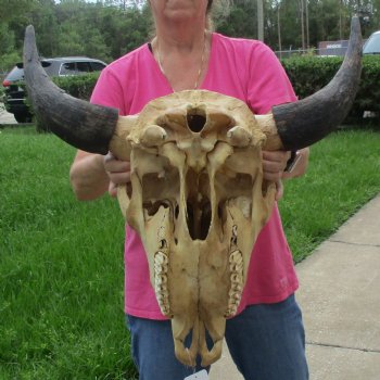 North American Bison Skull with 23" Horn Spread - $145