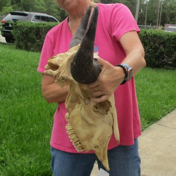 North American Bison Skull with 23" Horn Spread - $145