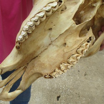 North American Bison Skull with 23" Horn Spread - $145