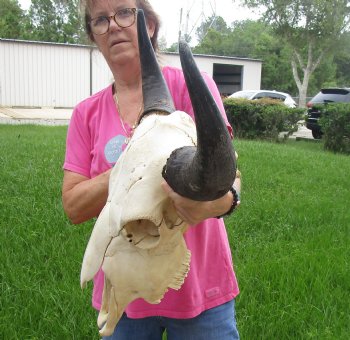 This is a Real North American Bison Skull with 23" Horn Spread - Buy Now for $145