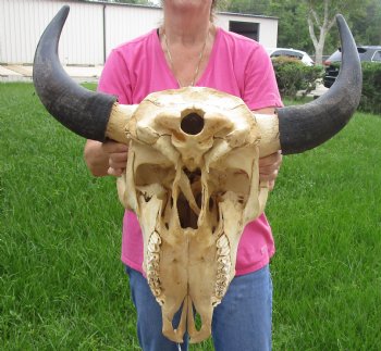 This is a Real North American Bison Skull with 23" Horn Spread - Buy Now for $145