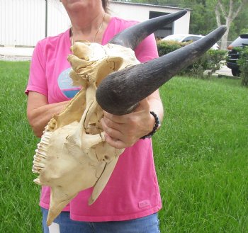 This is a Real North American Bison Skull with 23" Horn Spread - Buy Now for $145