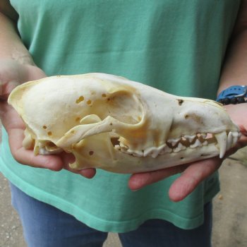 B-Grade 8" Coyote Skull - $20