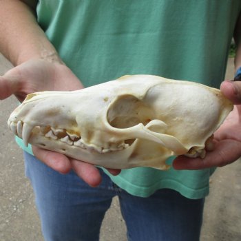 B-Grade 8" Coyote Skull - $20