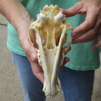 B-Grade 8" Coyote Skull - $20