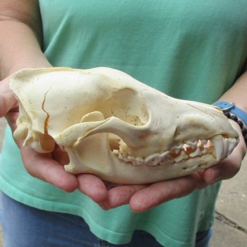 B-Grade 7-1/4" Coyote Skull - $20