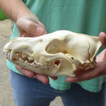 B-Grade 7-1/4" Coyote Skull - $20