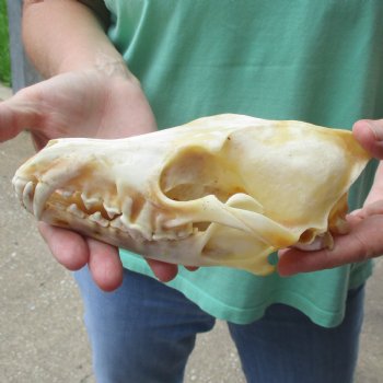 B-Grade 7-1/2" Coyote Skull - $20