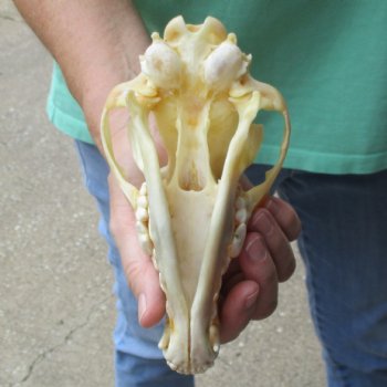 B-Grade 7-1/2" Coyote Skull - $20