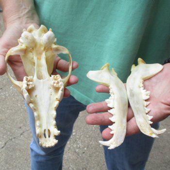 B-Grade 7-1/2" Coyote Skull - $20