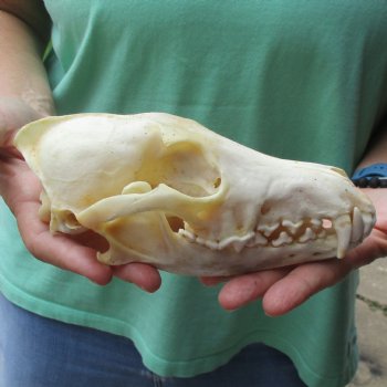 7-3/4" Coyote Skull - $34