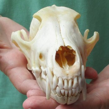 7-3/4" Coyote Skull - $34