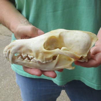 7-3/4" Coyote Skull - $34