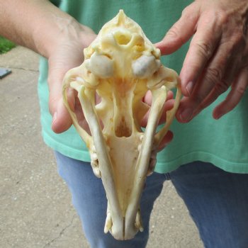 7-3/4" Coyote Skull - $34