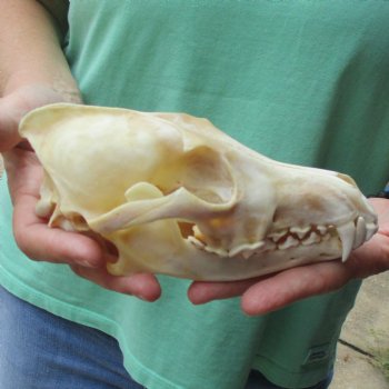 7-1/2" Coyote Skull - $34