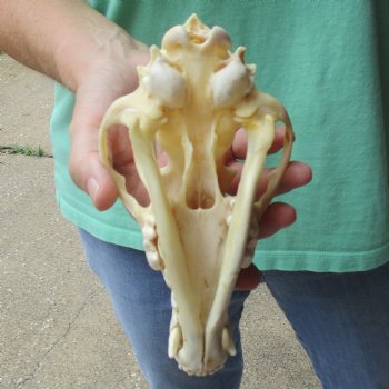 7-1/2" Coyote Skull - $34