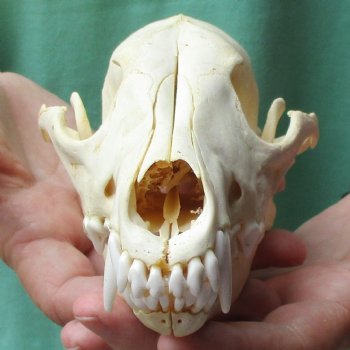 7-3/4" Coyote Skull - $34