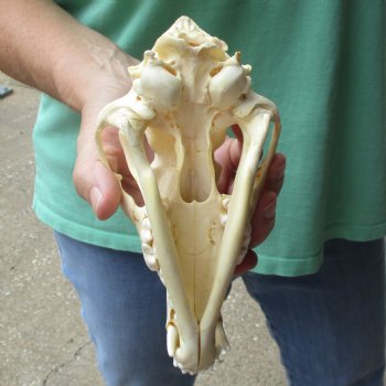 7-3/4" Coyote Skull - $34