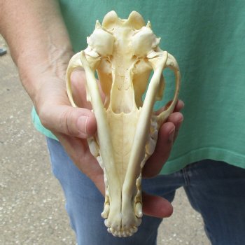 8" Coyote Skull - $34