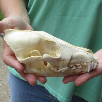 B-Grade 7-1/4" Coyote Skull - $20