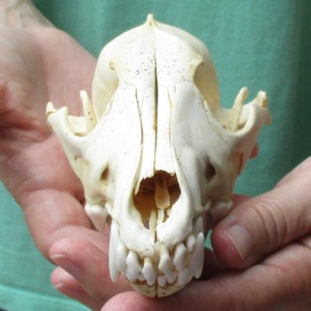 B-Grade 7-1/4" Coyote Skull - $20