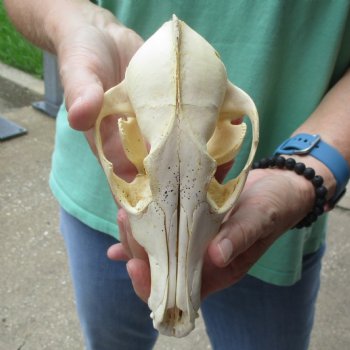 B-Grade 7-1/4" Coyote Skull - $20