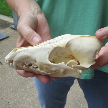 B-Grade 7-1/4" Coyote Skull - $20