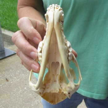 B-Grade 7-1/4" Coyote Skull - $20