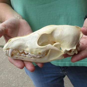 B-Grade 7-1/4" Coyote Skull - $20